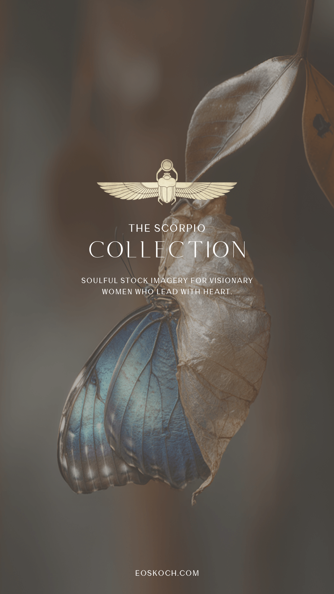 The Scorpio Stock Photography Collection